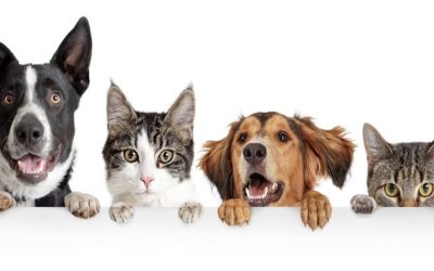 A Deeper Dive into Virginia Beach’s Premier Pet-Friendly Apartments and Townhomes