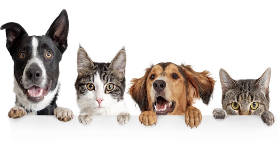 image of two dogs and two cats hanging out