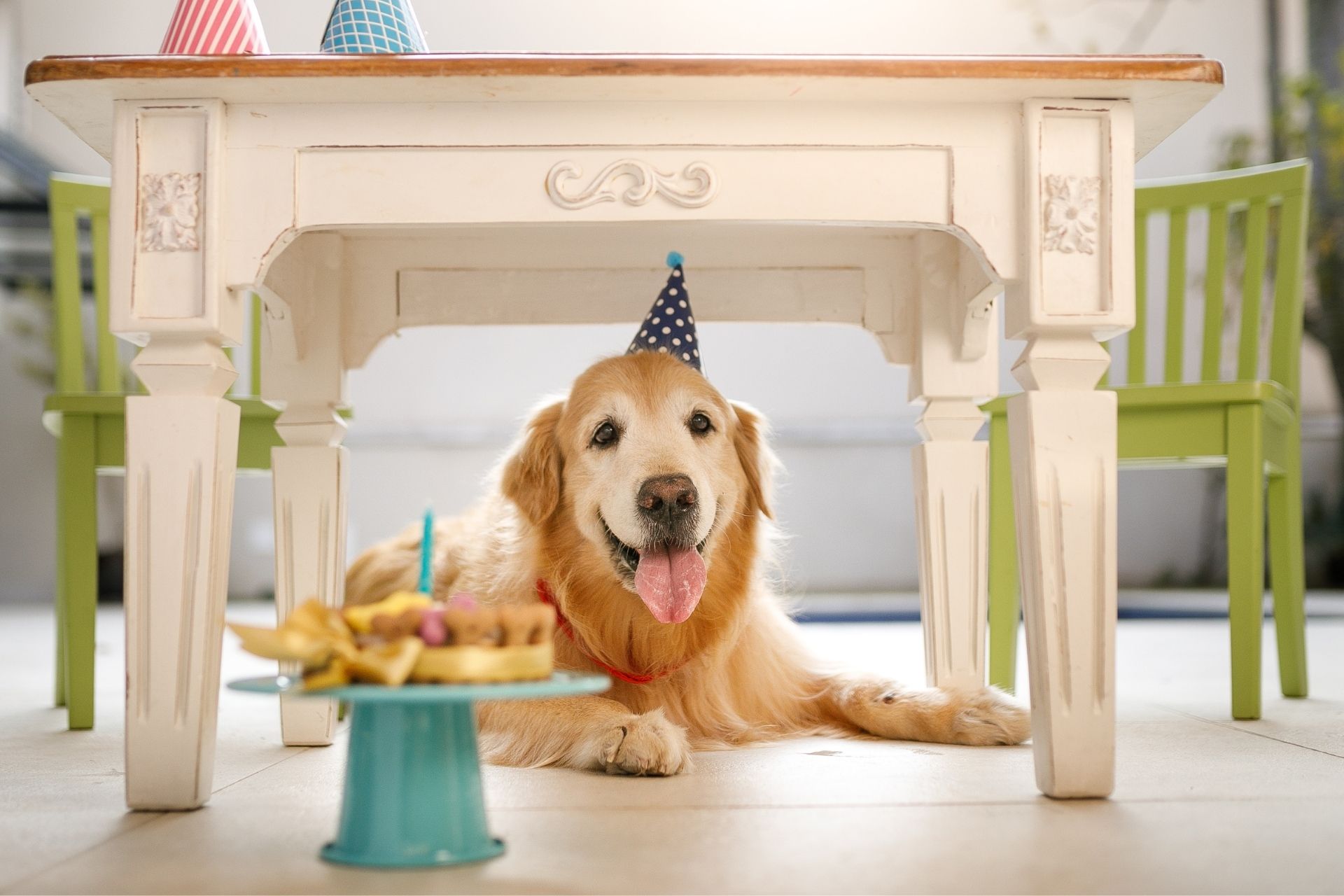 Clubhouse Pets Welcome